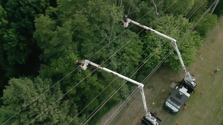 How Our Tree Care Process Works  in  Gulf Hills, MS